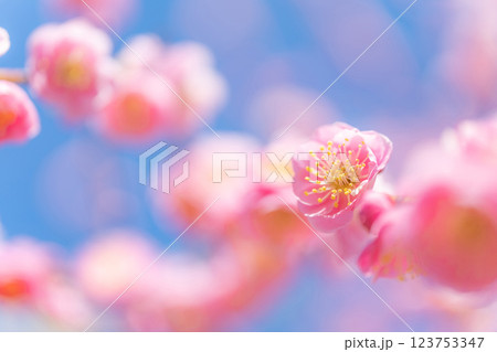 梅・春の訪れ イメージ 123753347