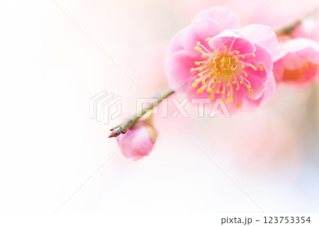 梅・春の訪れ イメージ 123753354