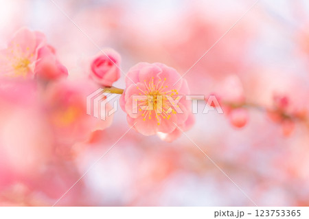 梅・春の訪れ イメージ 123753365