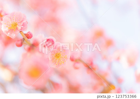 梅・春の訪れ イメージ 梅・春の訪れ イメージ 123753366