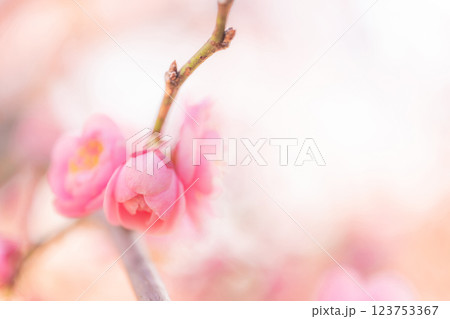 梅・春の訪れ イメージ 123753367