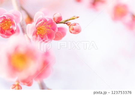 梅・春の訪れ イメージ 梅・春の訪れ イメージ 123753376