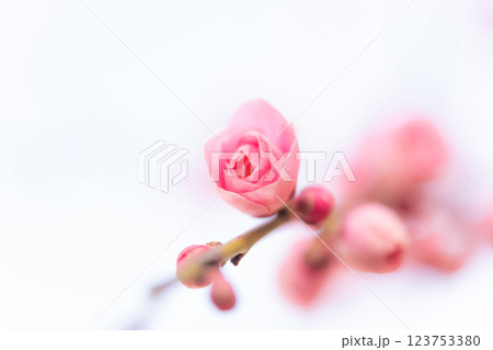 梅・春の訪れ イメージ 123753380