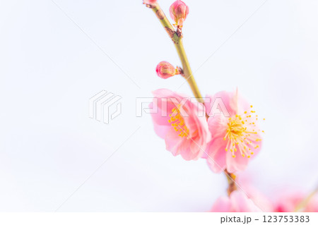 梅・春の訪れ イメージ 梅・春の訪れ イメージ 123753383