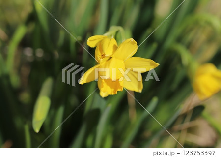 早春の庭に咲くミニスイセン（テターテート）の黄色い花 123753397