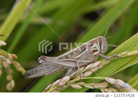 ツチイナゴ 123753428