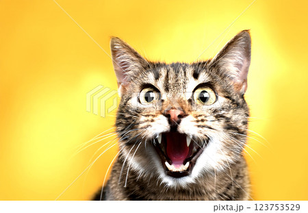 驚いて大きく口を開ける実在しない猫 123753529