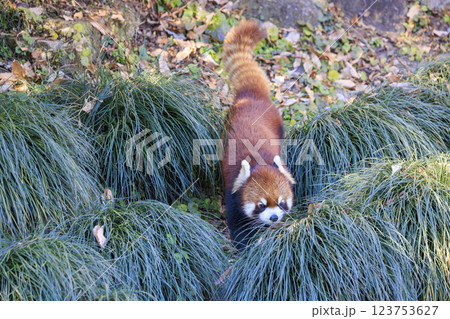 レッサーパンダ 多摩動物公園 123753627