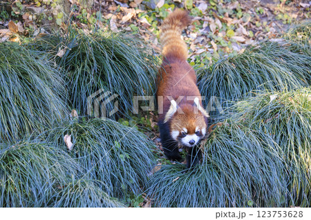 レッサーパンダ 多摩動物公園 123753628