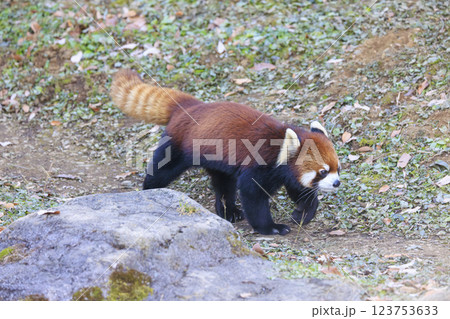 レッサーパンダ 多摩動物公園 レッサーパンダ 多摩動物公園 123753633