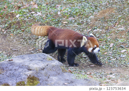 レッサーパンダ 多摩動物公園 123753634