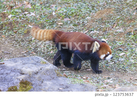 レッサーパンダ 多摩動物公園 123753637