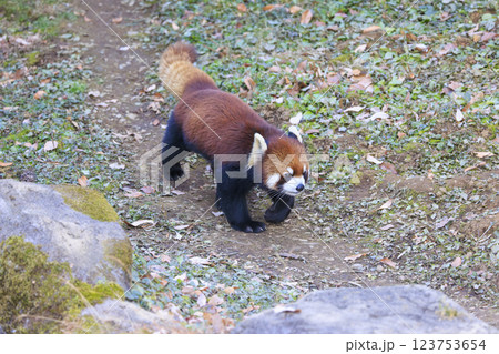 レッサーパンダ 多摩動物公園 レッサーパンダ 多摩動物公園 123753654