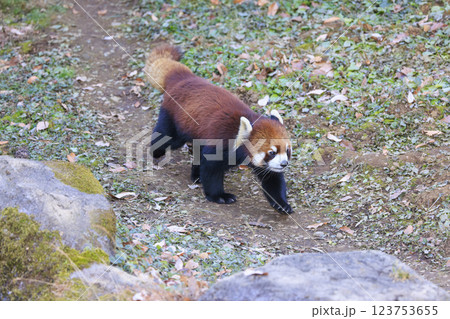 レッサーパンダ 多摩動物公園 123753655