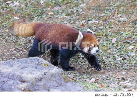 レッサーパンダ 多摩動物公園 レッサーパンダ 多摩動物公園 123753657