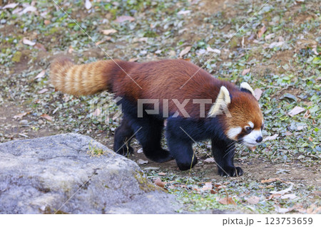 レッサーパンダ 多摩動物公園 123753659