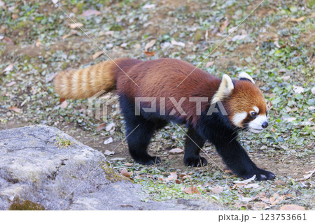 レッサーパンダ 多摩動物公園 レッサーパンダ 多摩動物公園 123753661