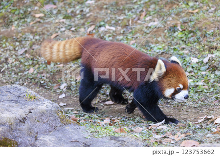 レッサーパンダ 多摩動物公園 123753662