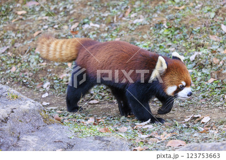 レッサーパンダ 多摩動物公園 レッサーパンダ 多摩動物公園 123753663