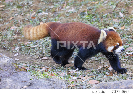 レッサーパンダ 多摩動物公園 123753665