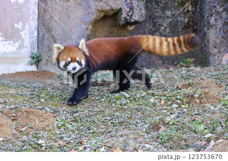 レッサーパンダ 多摩動物公園 123753670