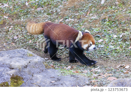 レッサーパンダ 多摩動物公園 レッサーパンダ 多摩動物公園 123753673