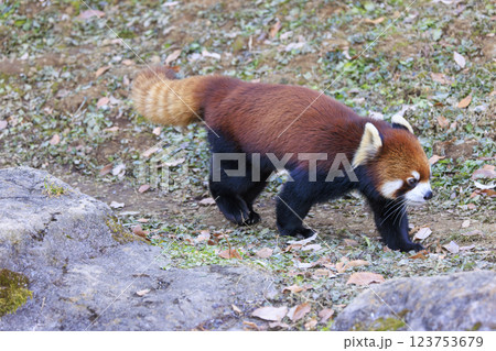 レッサーパンダ 多摩動物公園 123753679