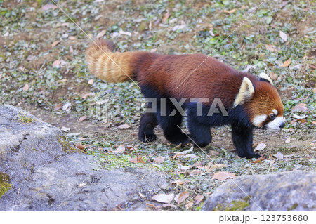 レッサーパンダ 多摩動物公園 レッサーパンダ 多摩動物公園 123753680
