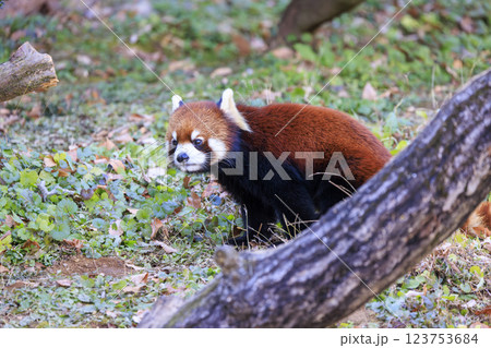 レッサーパンダ 多摩動物公園 レッサーパンダ 多摩動物公園 123753684