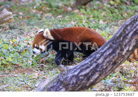 レッサーパンダ 多摩動物公園 123753687