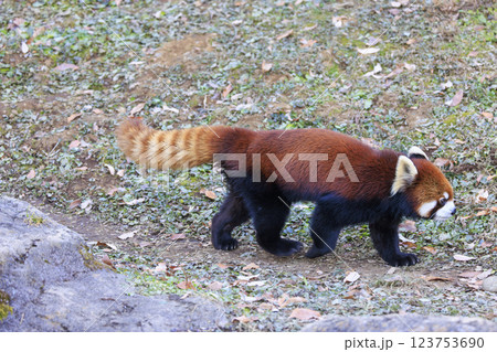 レッサーパンダ 多摩動物公園 レッサーパンダ 多摩動物公園 123753690