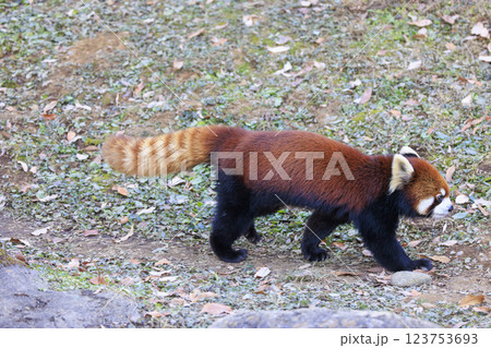 レッサーパンダ 多摩動物公園 123753693