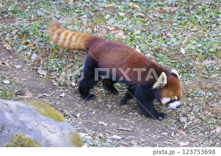 レッサーパンダ 多摩動物公園 レッサーパンダ 多摩動物公園 123753698