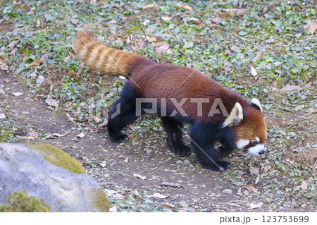 レッサーパンダ 多摩動物公園 123753699
