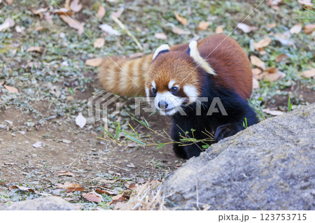 レッサーパンダ 多摩動物公園 レッサーパンダ 多摩動物公園 123753715