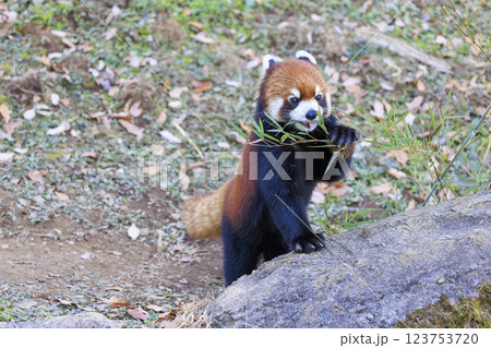 レッサーパンダ 多摩動物公園 123753720