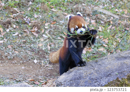 レッサーパンダ 多摩動物公園 123753721