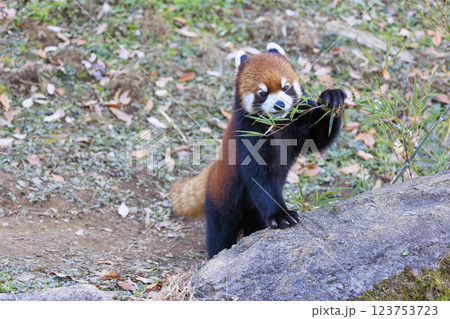 レッサーパンダ 多摩動物公園 レッサーパンダ 多摩動物公園 123753723