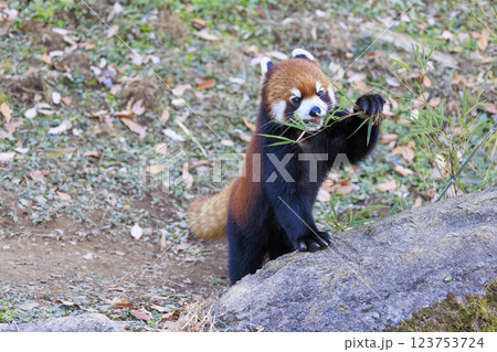 レッサーパンダ 多摩動物公園 レッサーパンダ 多摩動物公園 123753724