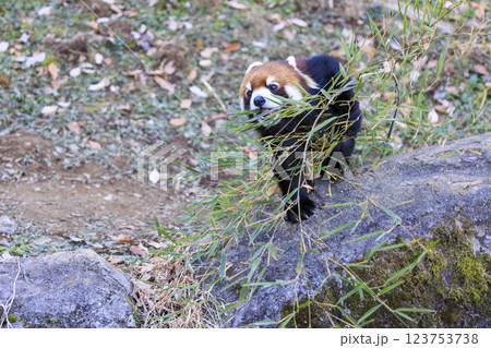 レッサーパンダ 多摩動物公園 レッサーパンダ 多摩動物公園 123753738