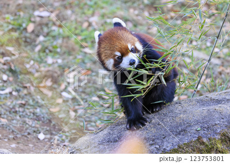レッサーパンダ 多摩動物公園 123753801