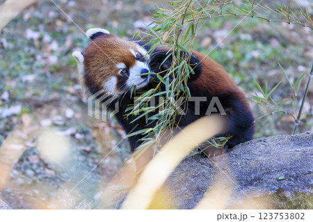 レッサーパンダ 多摩動物公園 レッサーパンダ 多摩動物公園 123753802
