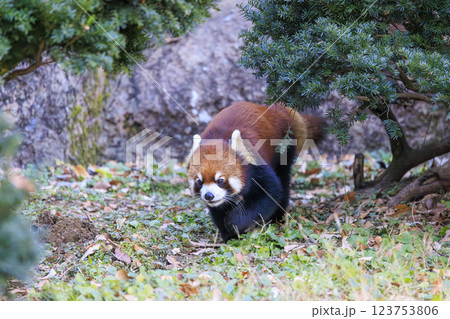 レッサーパンダ 多摩動物公園 レッサーパンダ 多摩動物公園 123753806