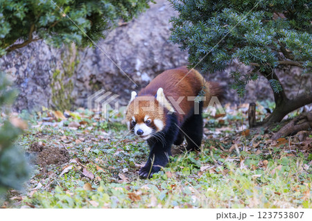 レッサーパンダ 多摩動物公園 レッサーパンダ 多摩動物公園 123753807