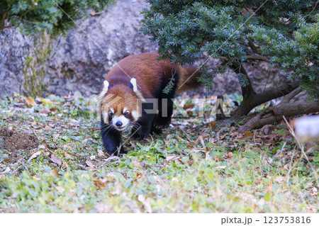 レッサーパンダ 多摩動物公園 レッサーパンダ 多摩動物公園 123753816