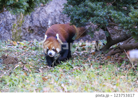 レッサーパンダ 多摩動物公園 123753817