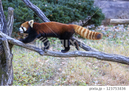 レッサーパンダ 多摩動物公園 123753836