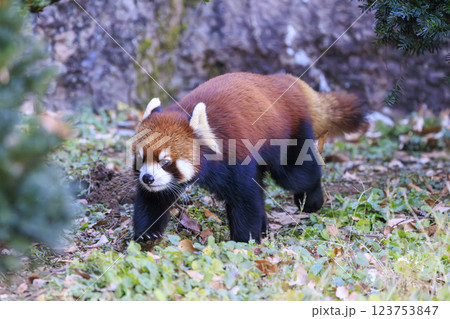 レッサーパンダ 多摩動物公園 レッサーパンダ 多摩動物公園 123753847