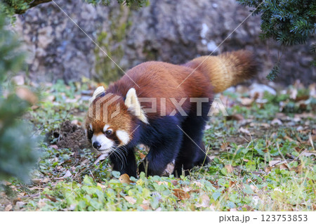 レッサーパンダ 多摩動物公園 123753853