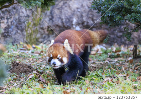 レッサーパンダ 多摩動物公園 123753857